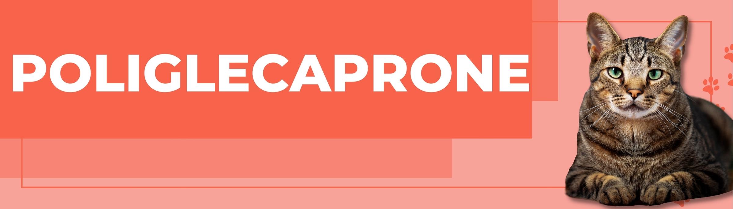 suturas veterinarias bogota, colombia. SUTUVET. suturas quirúrgicas