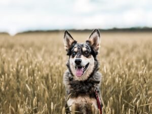 pet